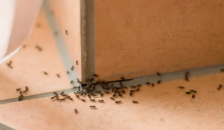 Extermination de fourmis charpentière à Laval, Qc, Canada